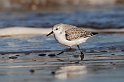 Sanderling